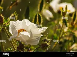 Prickly Poppy